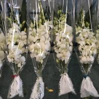 ราคา กล้วยไม้หวาย กำบูเก้ 3ช่อ พร้อมไม้ใบ (5223043203)