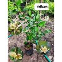 ราคา ต้นจำปีแขก จำปีแขก ดอกหอม (21870357742)