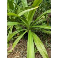 ราคา ต้นพลับพลึงสมุนไพรไม้มงคลต้นใหญ่ขุดสดตัดใบ (22755122549)