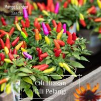 ราคา เมล็ดพริกไทยสีรุ้ง-30 ชิ้น * ไม้กระถาง * พริกไทยตกแต่ง รสเผ็ด พริกไทยสีรุ้ง พริกไทยประดับ เมล็ดพริกไทย-สวนมะม่วง (29885735627)