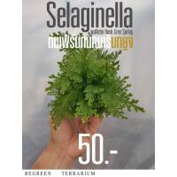 ราคา ต้นเฟิร์กนกนารีนกยูง Selaginella Wallichii Hook Grev Spring (24365398366)
