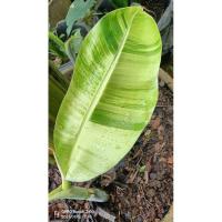 ราคา กล้วยเทพพนมด่าง(Thepanom) (23755037177)