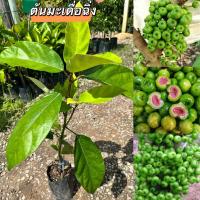 ราคา ต้นมะเดื่อฉิ่งชุมพร พร้อมส่ง พร้อมปลูกค่ะ (43602222303)