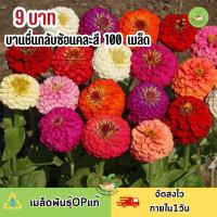ราคา พิเศษ 9 บาท เมล็ดพันธุ์ดอกบานชื่นกลีบซ้อนหลากสี บรรจุ100 เมล็ด (23368125768)