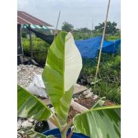 ราคา กล้วยด่างเฟอร์ลิด้าสวยๆหากยากครับ (11250539217)