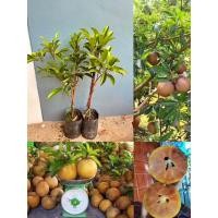 ราคา ต้นละมุดสาลี่ยักษ์เตี้ย กิ่งเสียบยอด 6-8เดือนติดผล (29674942546)