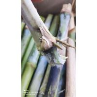 ราคา ท่อนพันธุ์หญ้าเนเปียร์50ท่อน(แถมกันตาย) (24451950817)