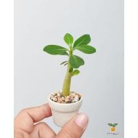 ราคา ชวมชมต้นจิ๋ว ชวนชมฮอลแลนด์ ต้นชวนชม ไม้อวบน้ำ พืชอวบน้ำ succulents (5020309906)