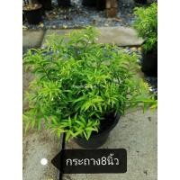 ราคา ต้นโมกแคระ​ กระถาง​ 8 นิ้ว (5002531796)
