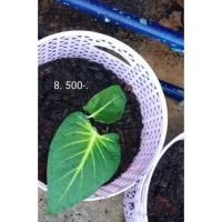 ราคา ว่านเสน่ห์จันทร์ขาว (13725268054)