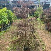 ราคา ต้นแผ่บารมี แผ่บารมีแดง หูกระจงแดง สูง 1.5-2เมตร พร้อมกระถาง ขนาดตามรูป (รับประกัน ส่งใหม่ฟรี หากสินค้าเเสียหาย!!) (24231562977)