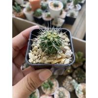 ราคา แคสตัส ถังทอง กระบองเพชร ไม้หนาม (cactus) (4460421192)