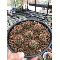 ราคา คามิเน่แดง คามิเน่เหลือง คามิเน่ขาว Mammillaria Camenae (11538719746)