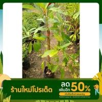 ราคา ต้นมะกอกน้ำ (มะกอกดองหรือสมอพิพ่าย)(ต้นพันธุ์ ชำกิ่ง)สูงประมาณ60-70ซม. (10192523173)