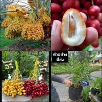 ราคา (สูง50-80cm) (1ต้น) ต้น อินทผาลัม อินทผลัม ต้นอินทผาลัม ต้นอินทผลัม บาฮี Barhee Barhi สี เหลือง แดง date palm / ChiangMa (15796011157)