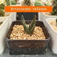ราคา อัพเดท Ariocarpus retusus seeding อาริโอคาปัส รีทูสัส ไม้เมล็ด (12422071593)