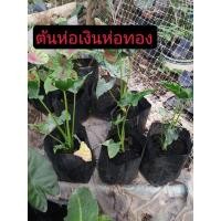 ราคา ต้นห่อเงินห่อทอง ต้นกวักเงินกวักทอง ไม้มงคล ขนาด 4 นิ้ว (16906049940)