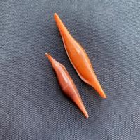 ราคา หอยนางรมแท้หายาก, หอยสังข์ธรรมชาติจากทะเลน้ำลึก, กระต่ายทะเลสีน้ำตาล, ตัวอย่างเปลือกหอยสังข์ sea ​​hare 3.5-5cm hai tu (23779277431)