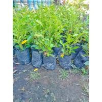 ราคา ต้นไทรเกาหลีถุง 4 นิ้ว (8928615771)