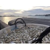 ราคา ปลาฉิ้งฉ้าง 1 kg.(ไม่เค็ม) ปลาจิ้งจั้ง ปลากะตัก ปลาตัวเล็ก อบแห้ง แคลเซียมสูง อร่อย ของดีเมืองปักษ์ใต้ อ.เกาะยาวจ.พังงา (6716282342)