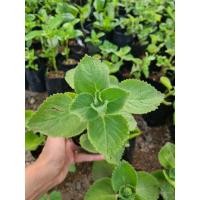 ราคา ต้นหูเสือ เนียมหูเสือ หอมด่วนใหญ่(ออริกาโน่เมืองไทย) จัดส่งพร้อมถุงดำ (9219858157)