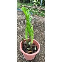 ราคา กวักมรกตเขียวไม้ฟอกอากาศ กวักเงินกวักทองไม้มงคลไม้เพิ่มพูนทรัพย์ (24736911043)