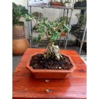 ราคา เพรมน่าไต้หวันเกาะหิน บอนไซแคระ (43427391780)