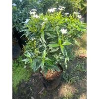 ราคา ต้นพุดศุภโชค ไม้ประดับมงคล (24655899791)