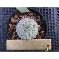 ราคา Mammillaria duwei 300บาท (5235805934)