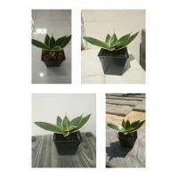 ราคา ต้นลิ้นมังกรแคระ ไม้ฟอกอากาศ ลิ้นมังกรแคระ (5279040400)