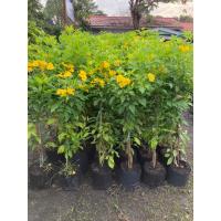 ราคา ต้นทองอุไร ต้นขนาด25-30 ซม. (27074680625)