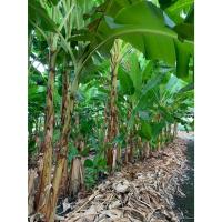 ราคา ต้นกล้วยไข่ หน่อกล้วยไข่กำแพงเพชร กล้วยไข่แท้100% หน่อสวยพร้อมปลูกค่ะ ตัดใหม่ทุกออเดอร์ (23064119685)