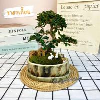 ราคา [ต้นไม้จริง]สวนถาดไม้มงคล บอนไซต้นชาฮกเกี้ยนหรือ ชาดัด กระถางวงรีลายหินอ่อน**ต้นไม้คัดฟอร์มสวยทุกต้น** (15896161962)