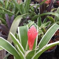 ราคา สับปะรดสี#bromeliad# นีโอ#neo# ต้นไม้สวยงาม# ไม้ประดับ# ตกแต่งบ้าน#bromeliad# ไม้ประดับ# ไม้มงคล# ขายถูก# ต้นไม้ทนแล้ง (2745883172)