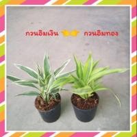 ราคา ไผ่กวนอินเงิน ไผ่กวนอิมทอง #ไม้มงคล (4625135882)