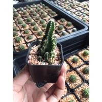 ราคา ปราสาทนางฟ้า คอนโดนางฟ้า Acanthocereus tetragonus cv. Fairytale castle (4056333949)