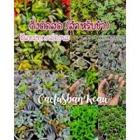 ราคา ยอดกุหลาบหินตัดสด กุหลาบหินราคาถูก กุหลาบหินสำหรับมือใหม่ succulent (8453283285)