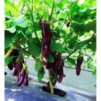 ราคา ต้นกล้ามะเขือม่วงลิง พร้อมปลูก กล้าละ 10 บาท (9340966506)
