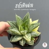 ราคา Haworthia Cymbiformis Variegata ฮาโวเทีย ไม้อวบน้ำ กุหลาบหิน cactus&succulentหลากหลายสายพันธุ์ (8717520642)