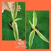 ราคา พลับพลึงด่าง รากทะลุกระถาง ถอดตุ้มส่ง (21445064554)