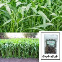 ราคา เมล็ดผักบุ้งจีน 100 เมล็ด แบ่งขาย งอกง่าย ต้นงาม (ซื้อ10แถม1 คละได้) (4629307833)