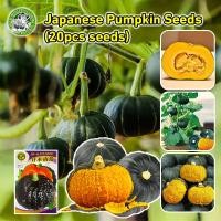 ราคา เมล็ดสด100% เมล็ดพันธุ์ ฟักทองญี่ปุ่น Japanese Pumpkin Seeds Vegetable Plants เมล็ดฟักทอง เมล็ดพันธุ์ผัก เมล็ดบอนสี (25993327356)