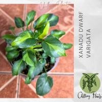 ราคา xanadu dwarf varigata ซานาดูด่างแคระ (21437275173)