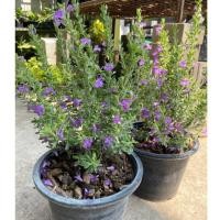 ราคา ต้นนีออนใบเงิน และ นีออนไต้หวัน ไซส์กระถาง11" (22228498409)