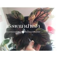 ราคา บอนสี ชนะศึก บอนโบราณ หายากมาก เสริมบารมีคนที่มี (13128483936)