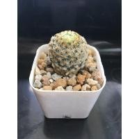 ราคา MAMMILLARIA SCHIEDEANA แมมขนนกเหลือง กระถาง 2" (4047467646)