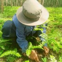 ราคา เฟิร์นก้านดำ ใบเฟิร์น เลี้ยงปลา ไม้ประดับ(50ต้น) (8172153164)