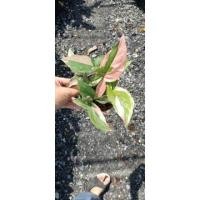 ราคา เงินไหลมาด่างชมพู ออมชมพู เงินไหลมา ต้นเงินไหลมาด่างชมพู ต้นออมชมพู (7466976292)