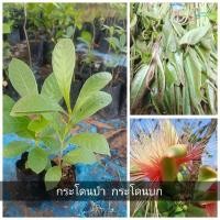 ราคา ต้นกระโดนป่า ต้นจิกนา ต้นกล้าขนาด 20-30 เซนติเมตร (23180070713)