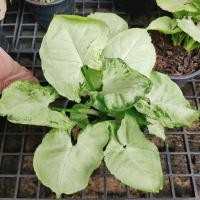 ราคา ออมเงิน ออมทอง Syngonium podophyllum จัดส่งทั้งกะถาง6" มีเก็บเงินปลายทาง (8876434118)